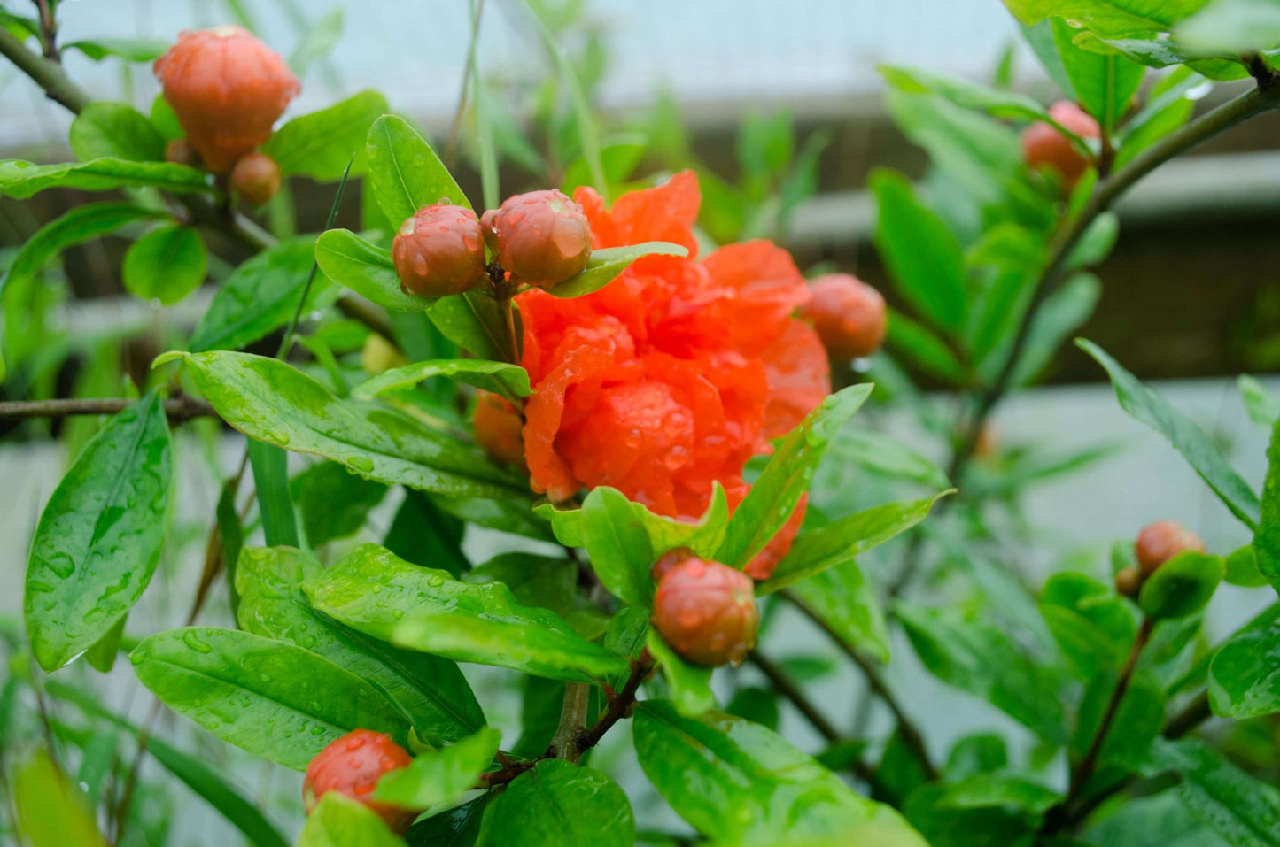 Punica granatum Pleniflora
