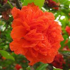 Punica granatum Pleniflora