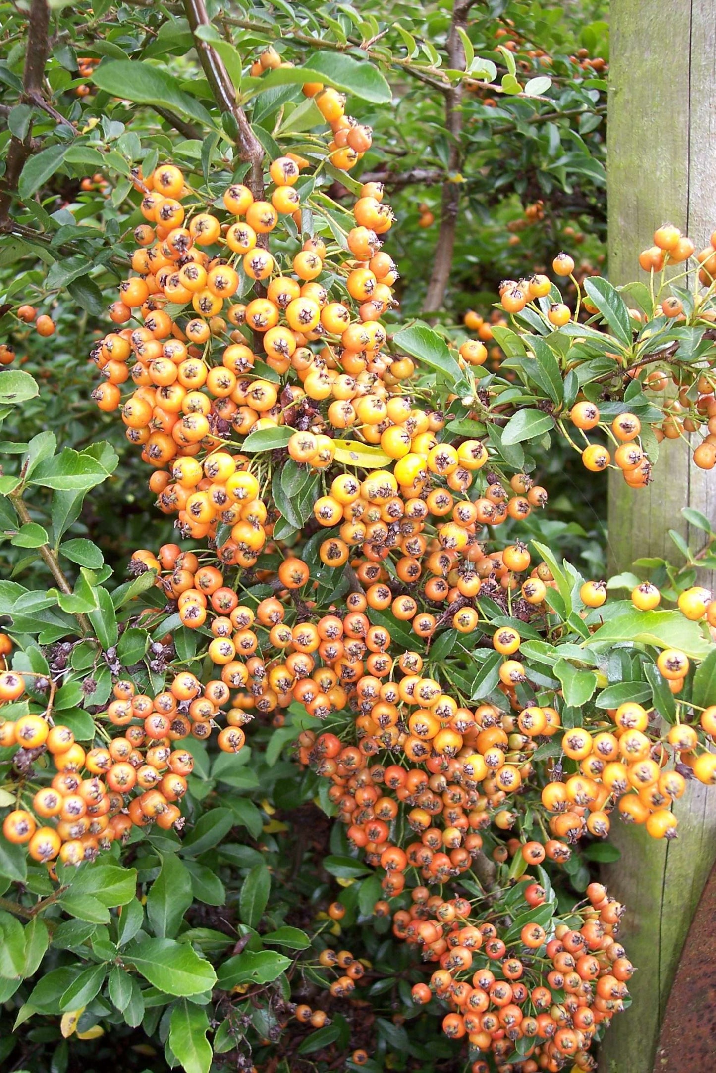 Pyracantha Gnome'