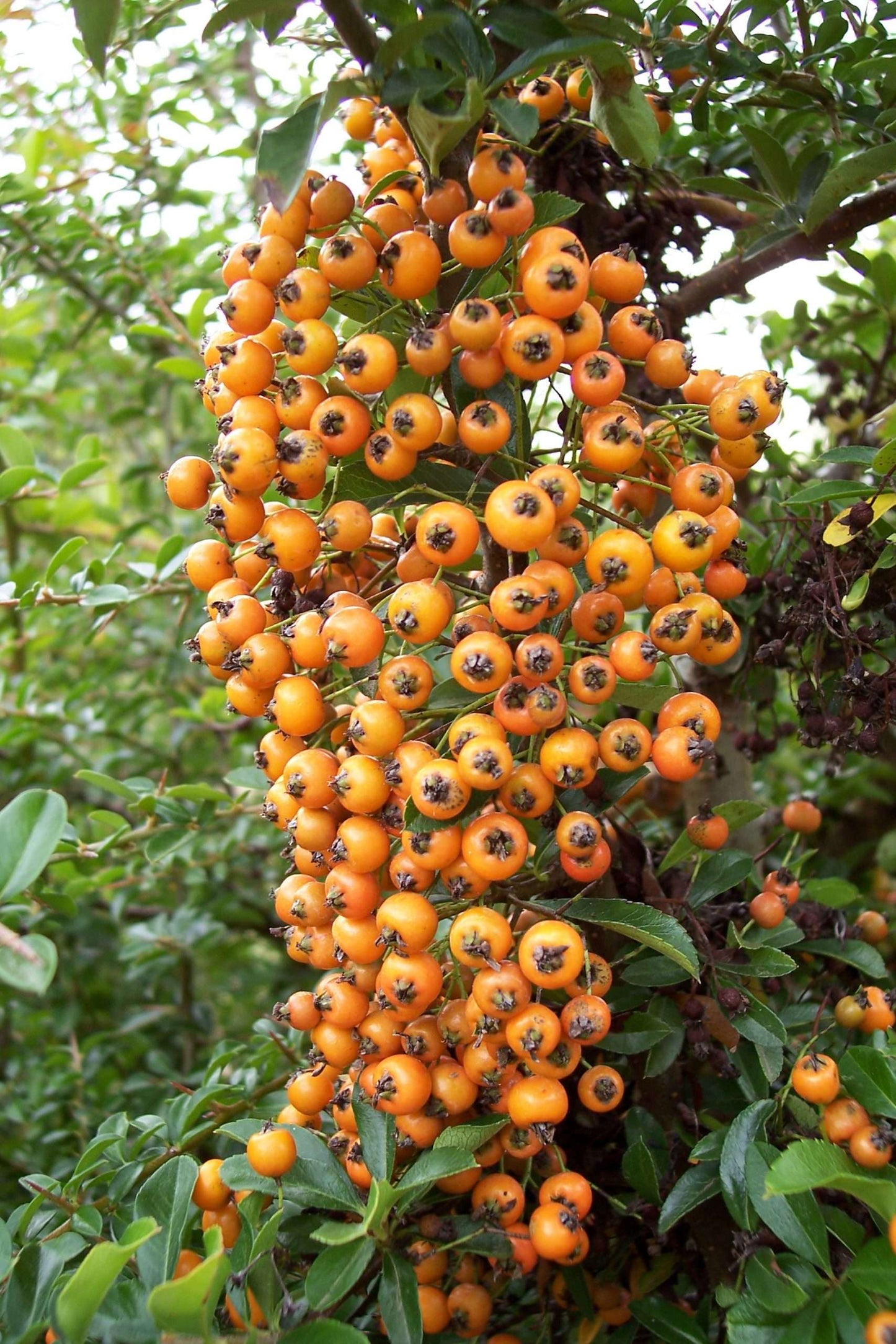 Pyracantha 'Gnome'