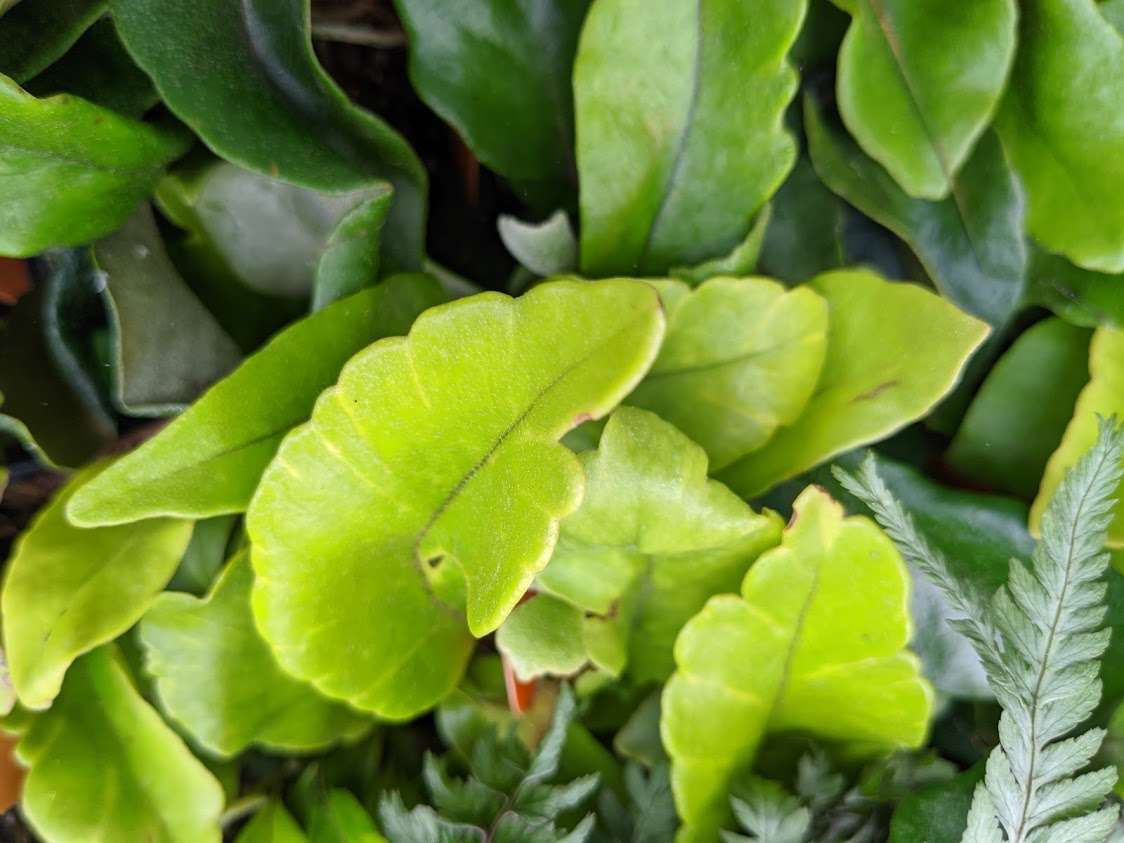 Pyrosia lingua 'Yabane Fu'