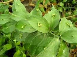 Ruscus hypophyllum