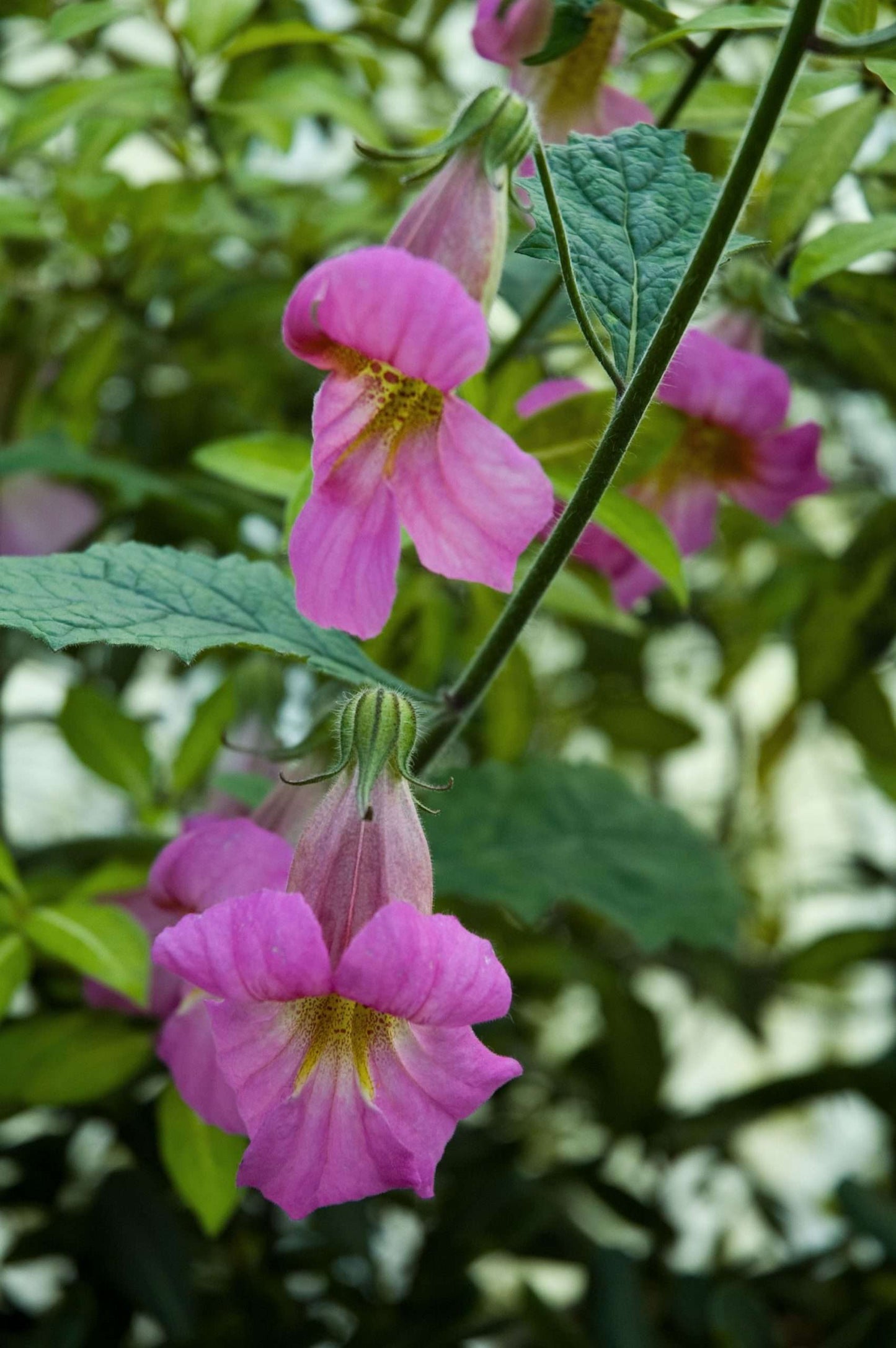 Rehmannia elata