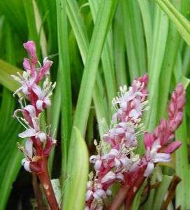 Reineckea carnea