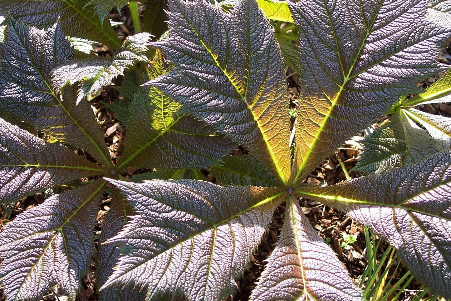 Rodgersia podophylla 'Bronze Form'