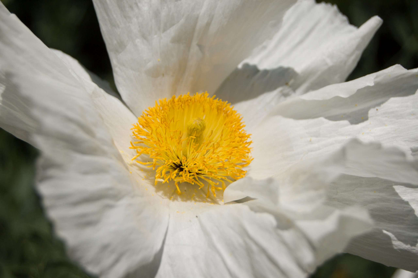 Romneya coulteri