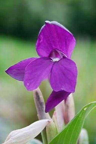 Roscoea humeana