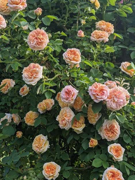 Rose 'Alchemist'
