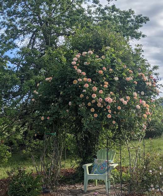 Rose 'Alchemist'