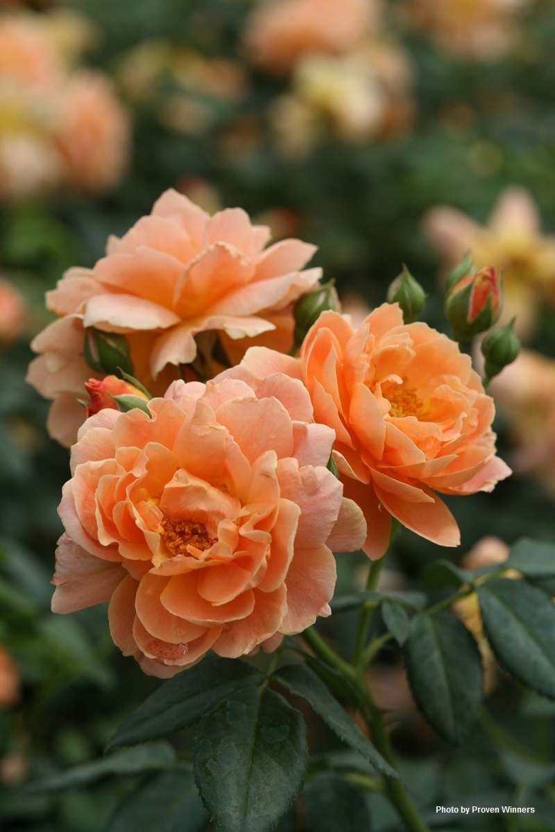 Rose ‘At Last’®