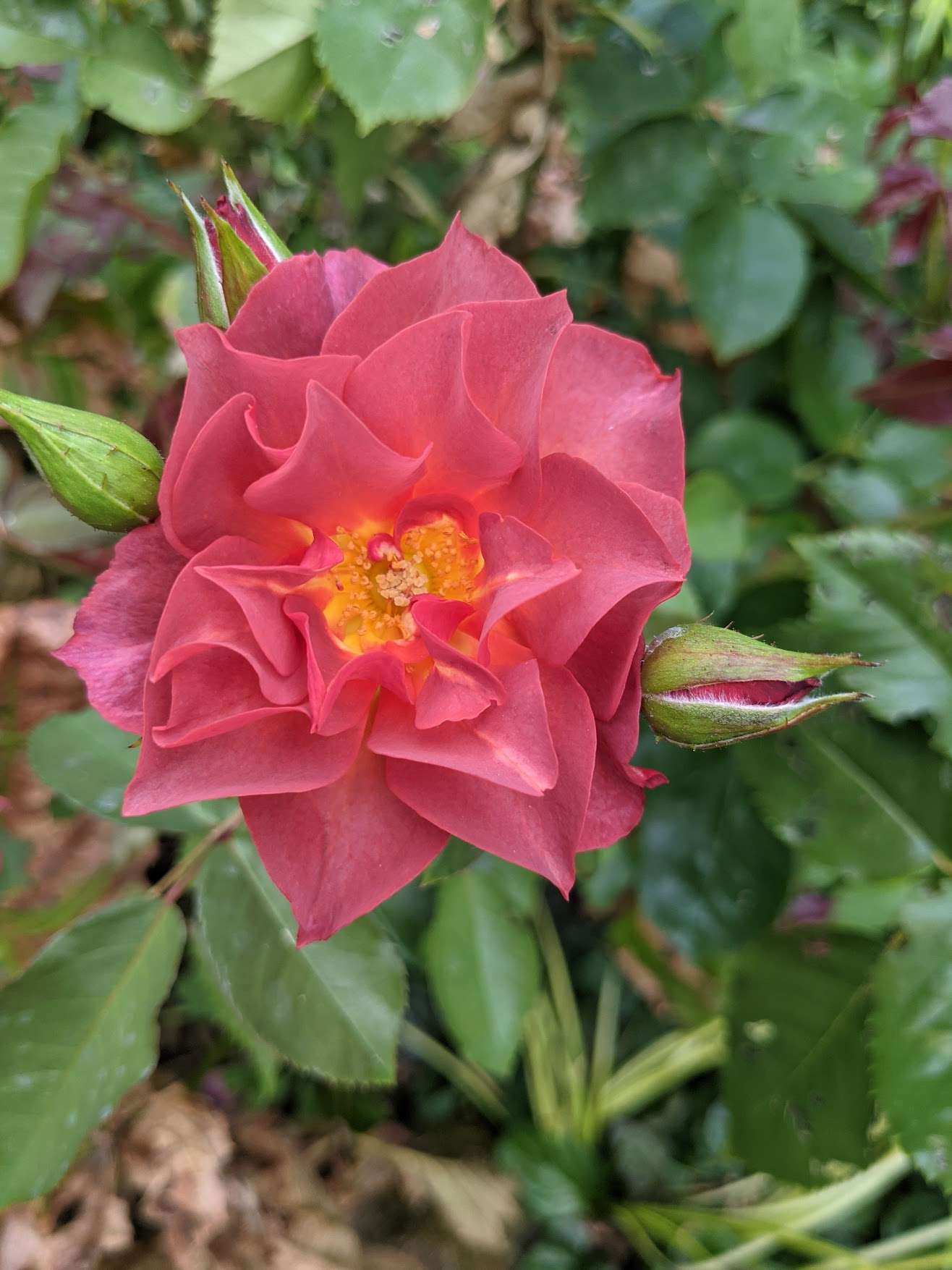 Rose 'Cinco de Mayo'