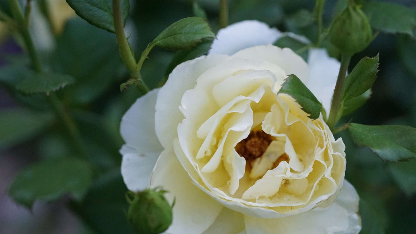 Rose - Irish Hope
