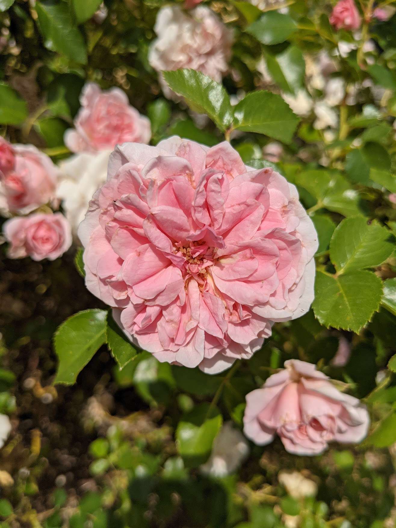 Rose 'Madame Louis Leveque'