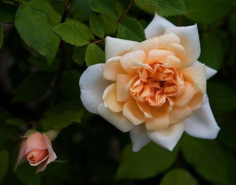 Rose 'Pearl D'Or'