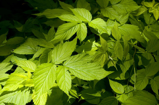Rubus idaeus Aureus