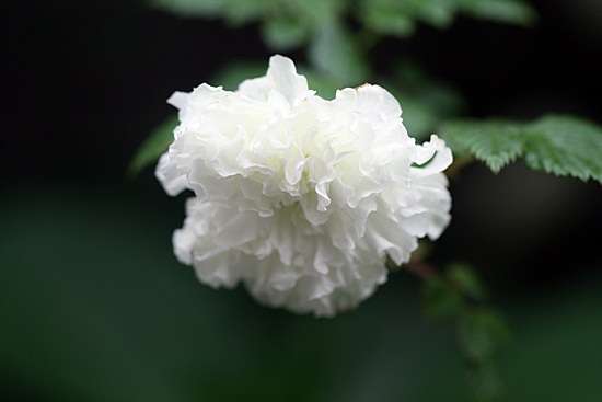 Rubus rosifolius coronarius