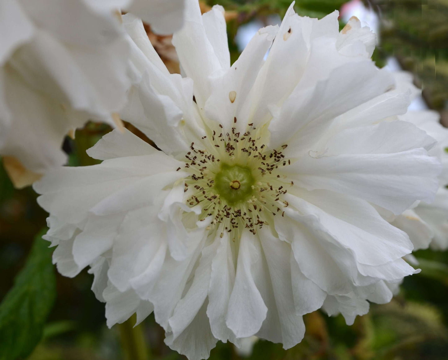 Rubus rosifolius coronarius