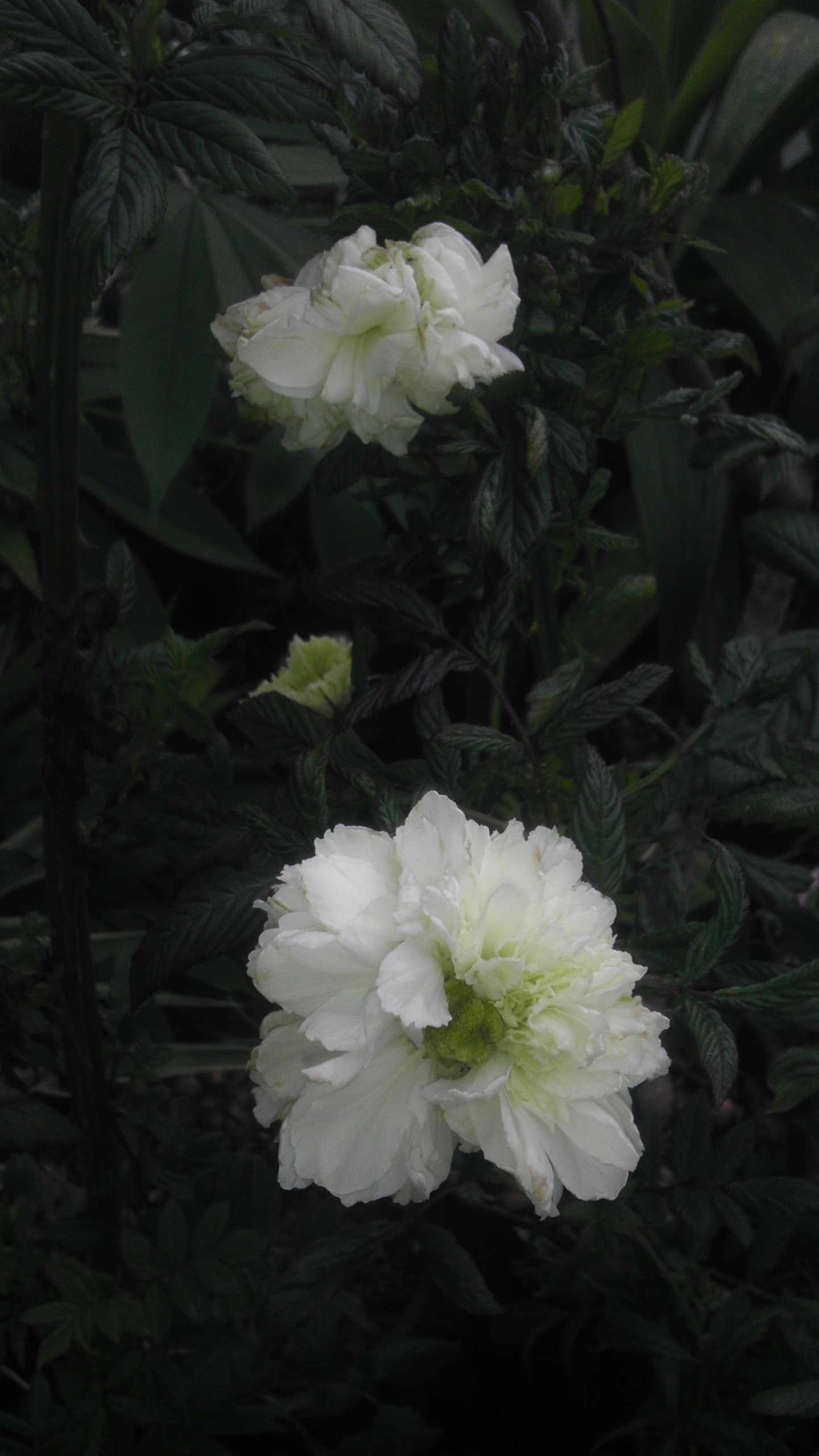 Rubus rosifolius coronarius