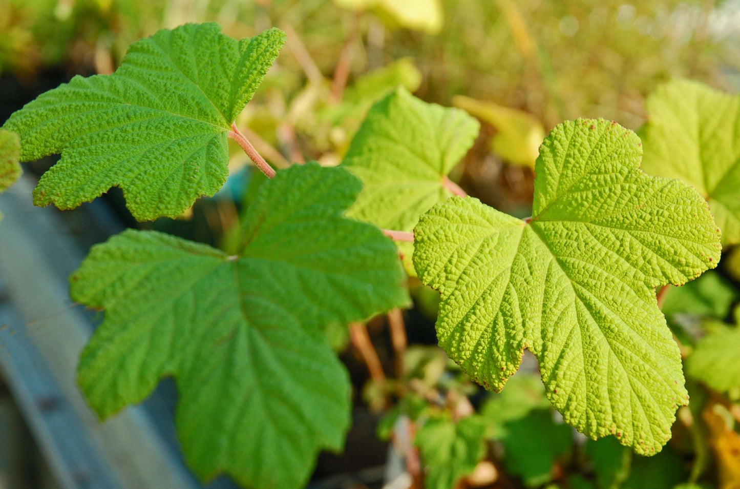 Rubus setchuensis
