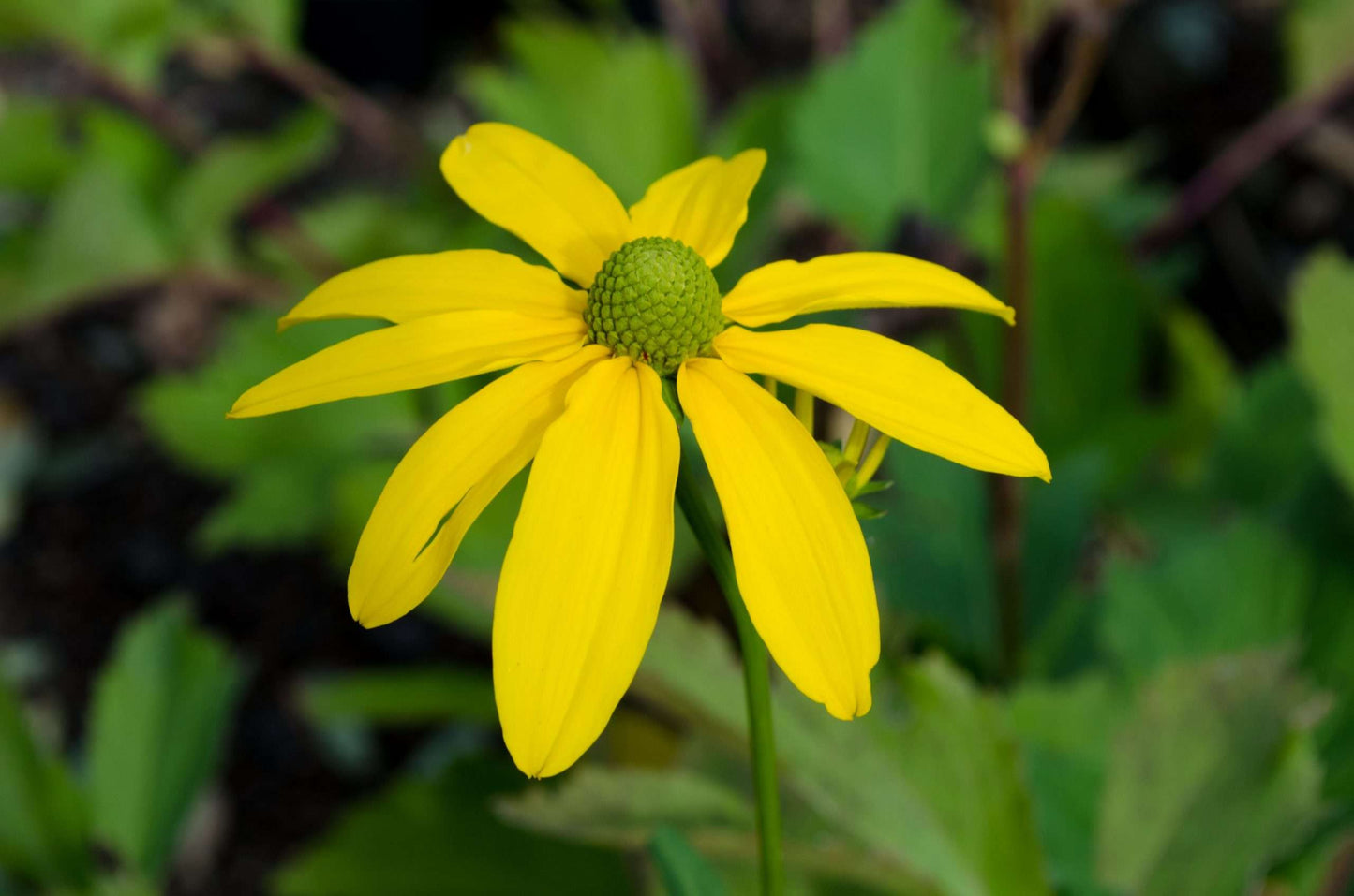 Rudbeckia nitida 'Herbstonne'