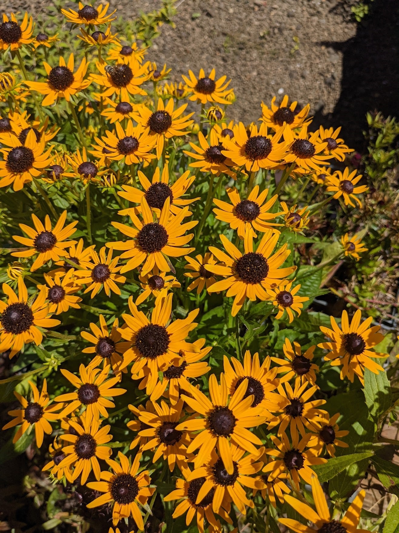 Rudbeckia ‘Little Goldstar’ PP22,397