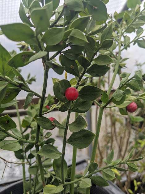 Ruscus aculeatus 'Wheeler's Variety'