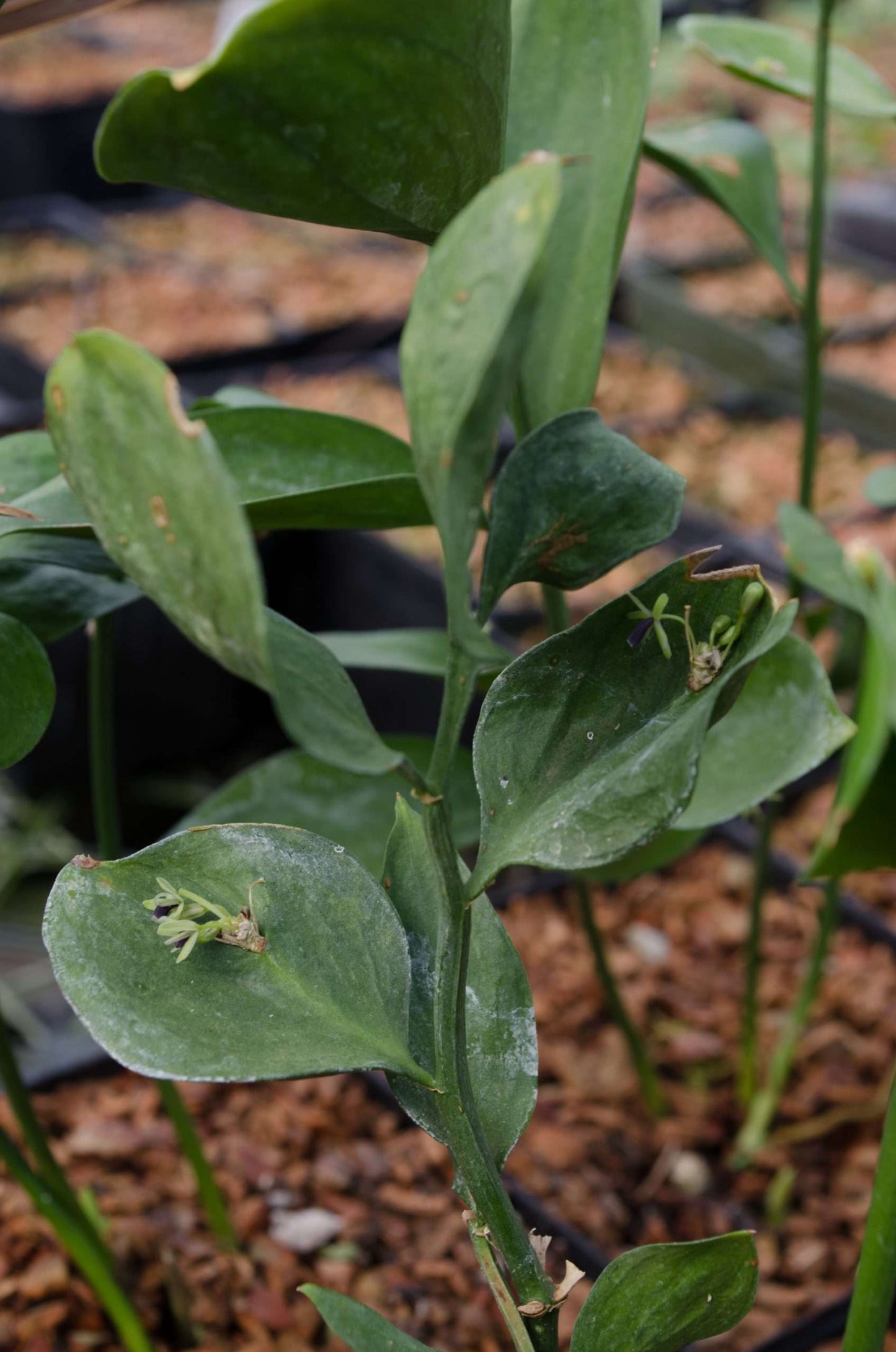 Ruscus hypoglossum