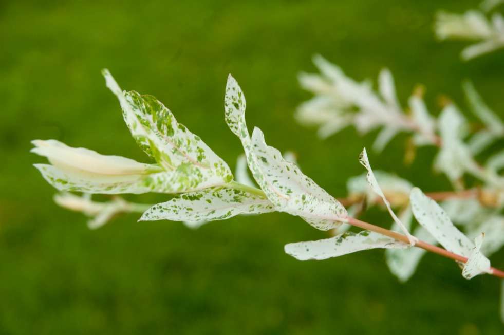 Salix integra 'Hakuro-nishiki'