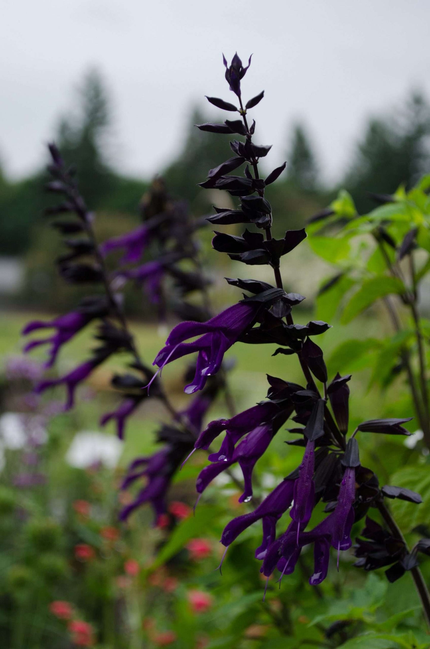 Salvia 'Amistad'