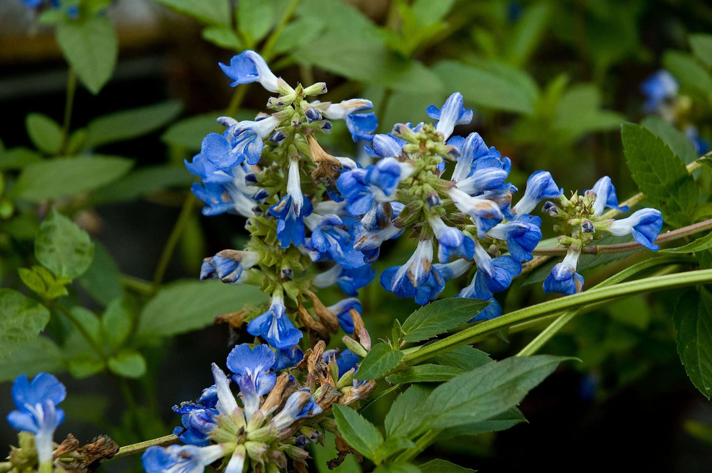 Salvia uliginosa