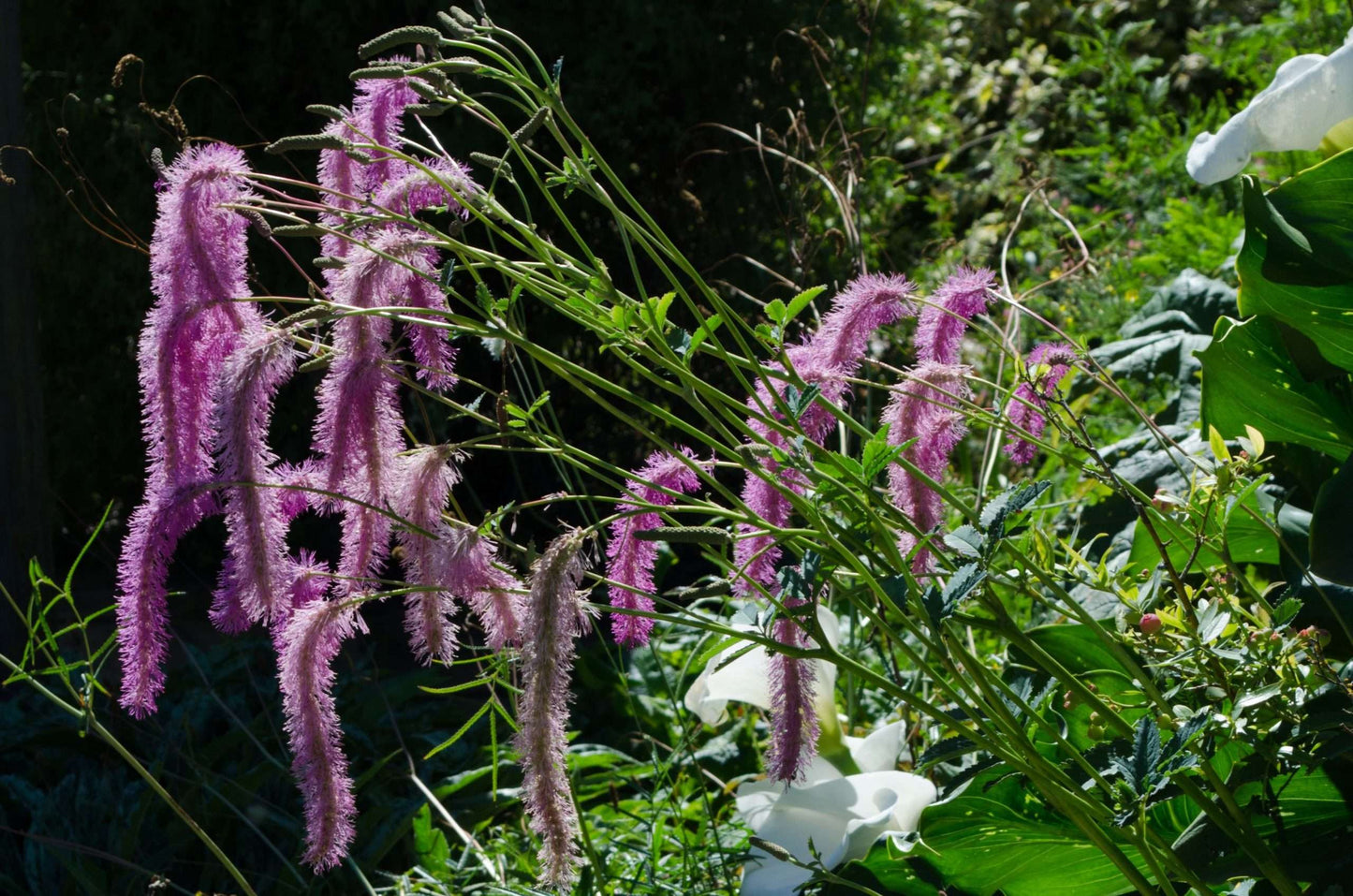 Sanguisorba hakusanensis 'Lilac Squirrel'