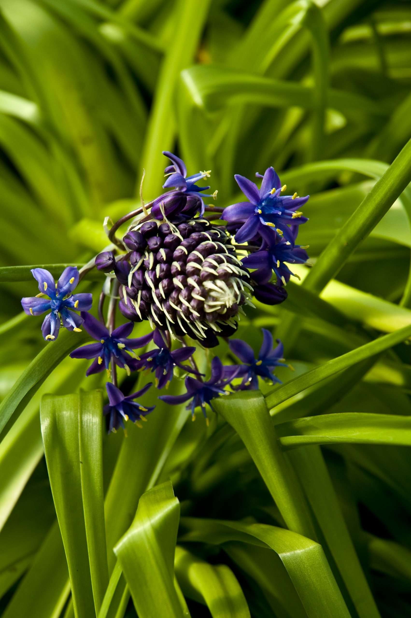 cuban lily flower Scilla peruviana