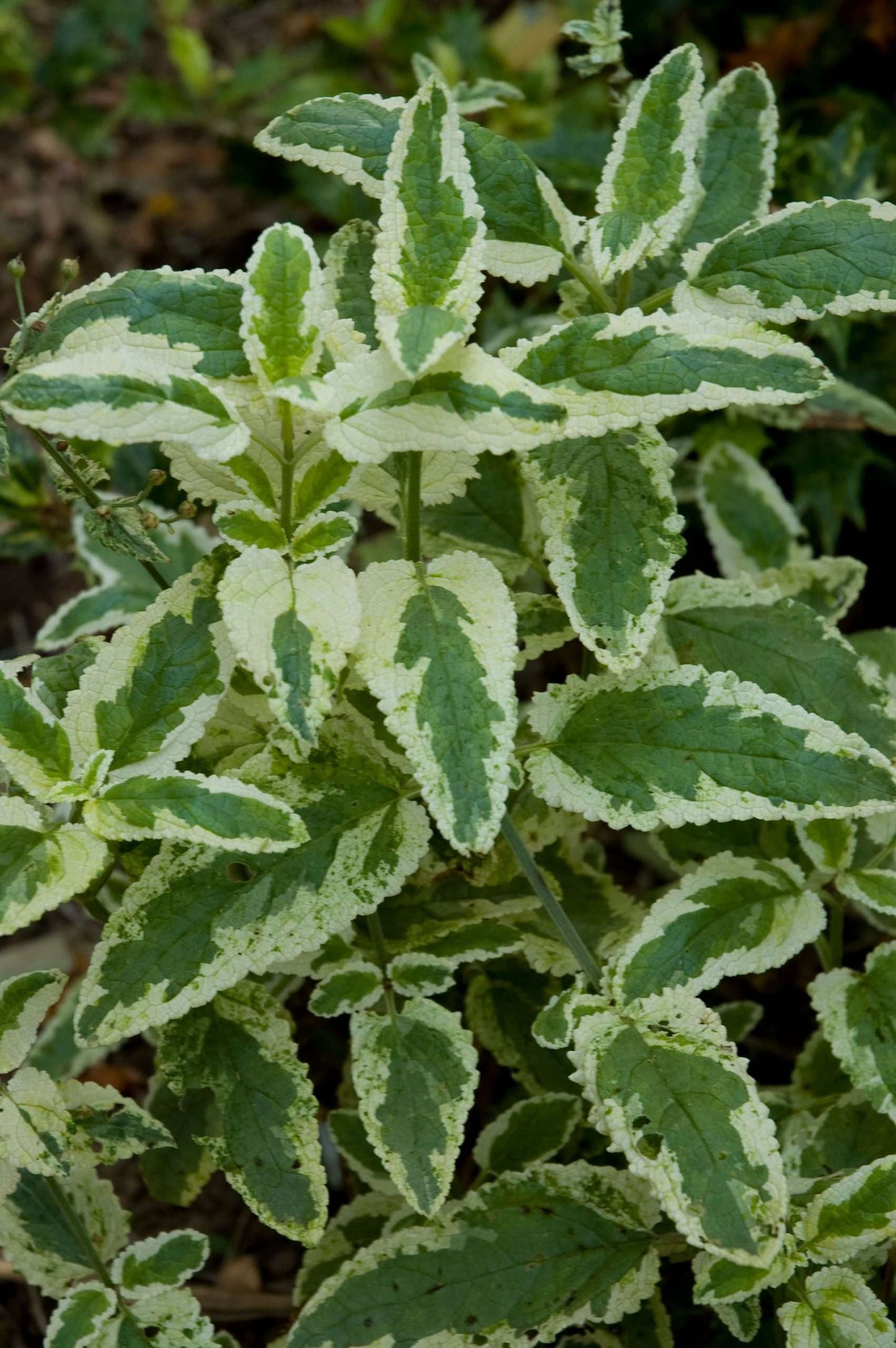 Scrophularia auriculata 'Variegata'