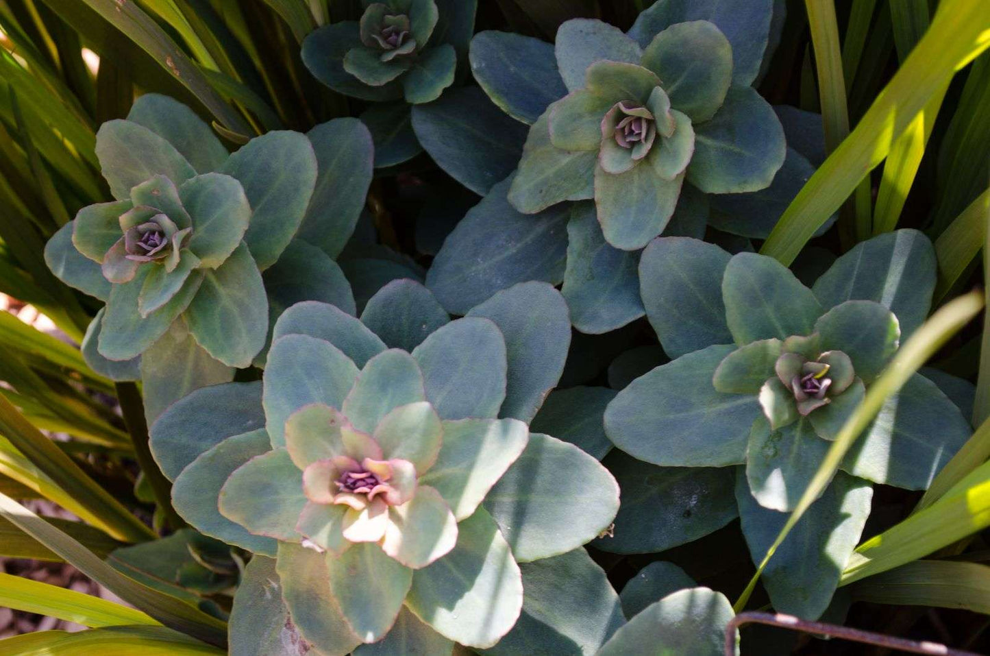 Sedum 'Bertram Anderson'