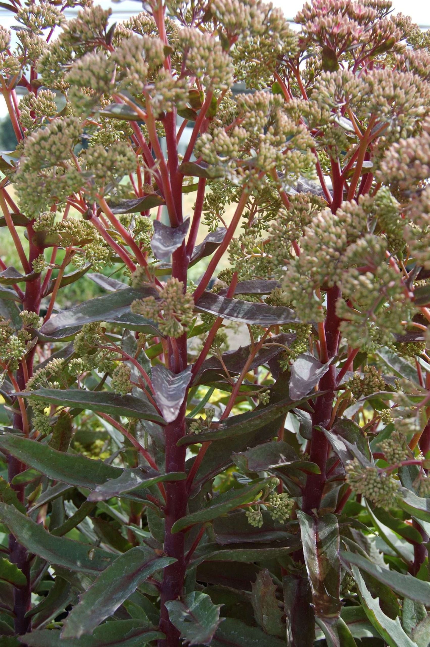 Sedum 'Garnet Brocade' ™