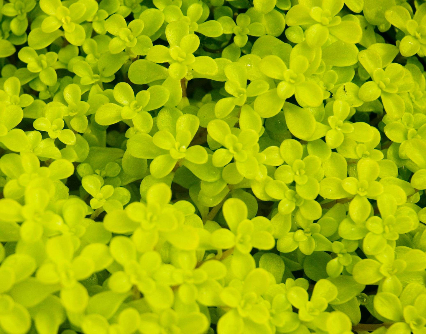 Sedum makinoi 'Ogon'