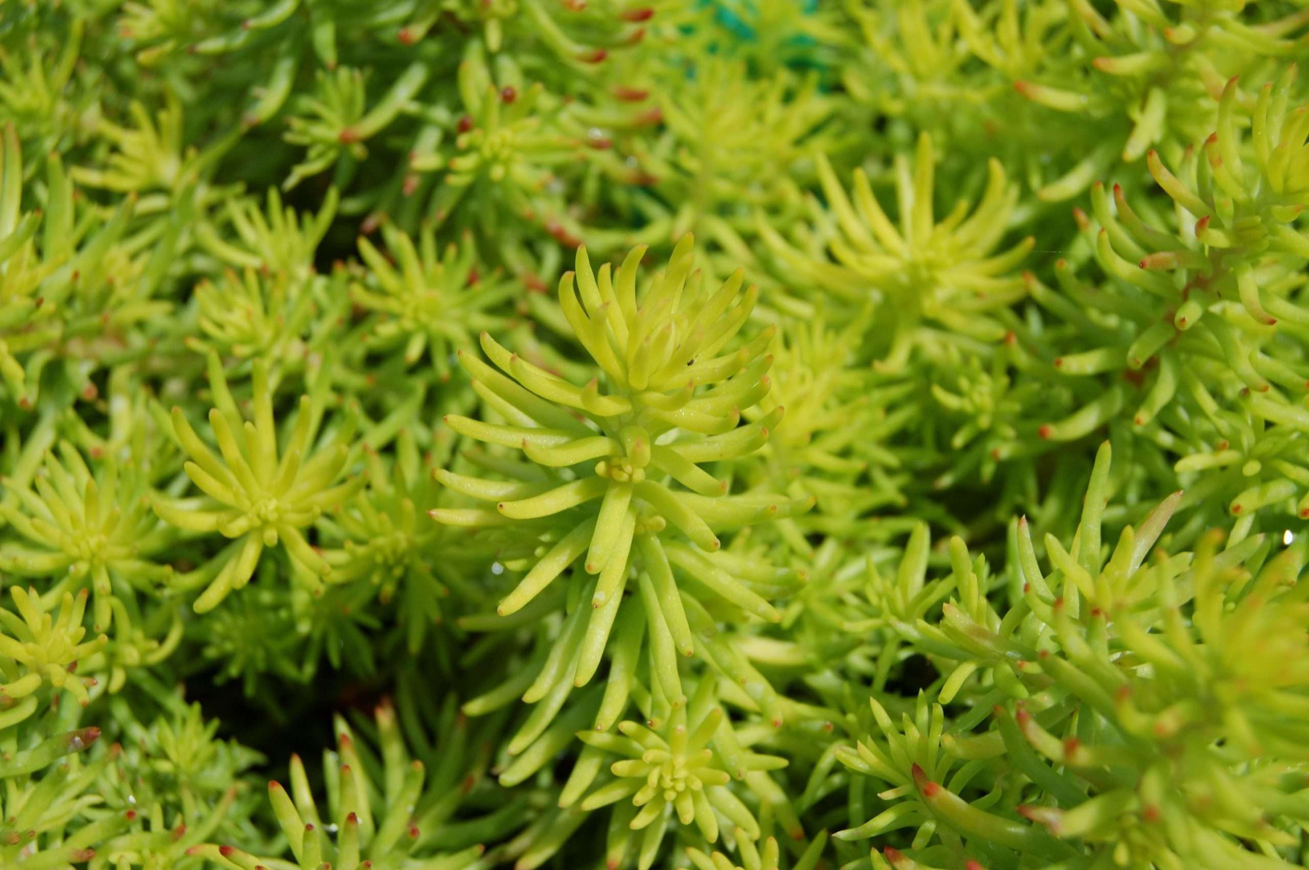 angelina succulent plant Sedum rupestre 'Angelina' – Secret Garden Growers