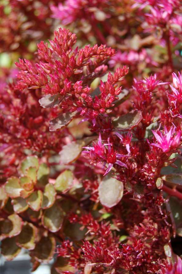 red sedum succulent Sedum spurium 'Dragon's Blood' – Secret Garden Growers