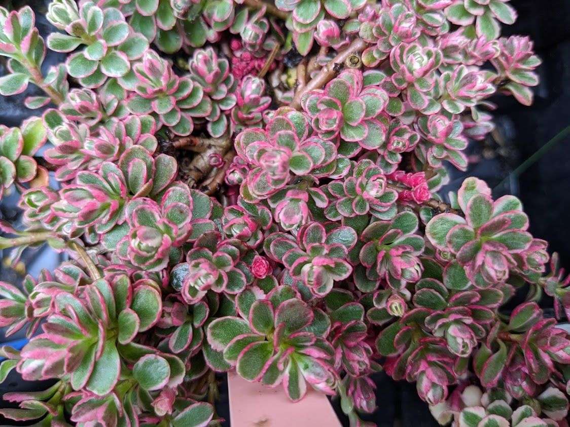 sedums succulents Sedum spurium 'Tricolor'