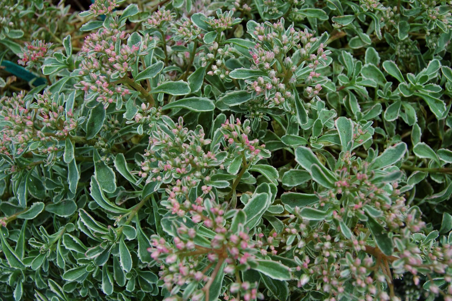 Sedum spurium 'Tricolor'