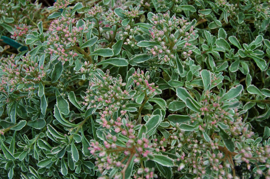 Sedum spurium 'Tricolor'