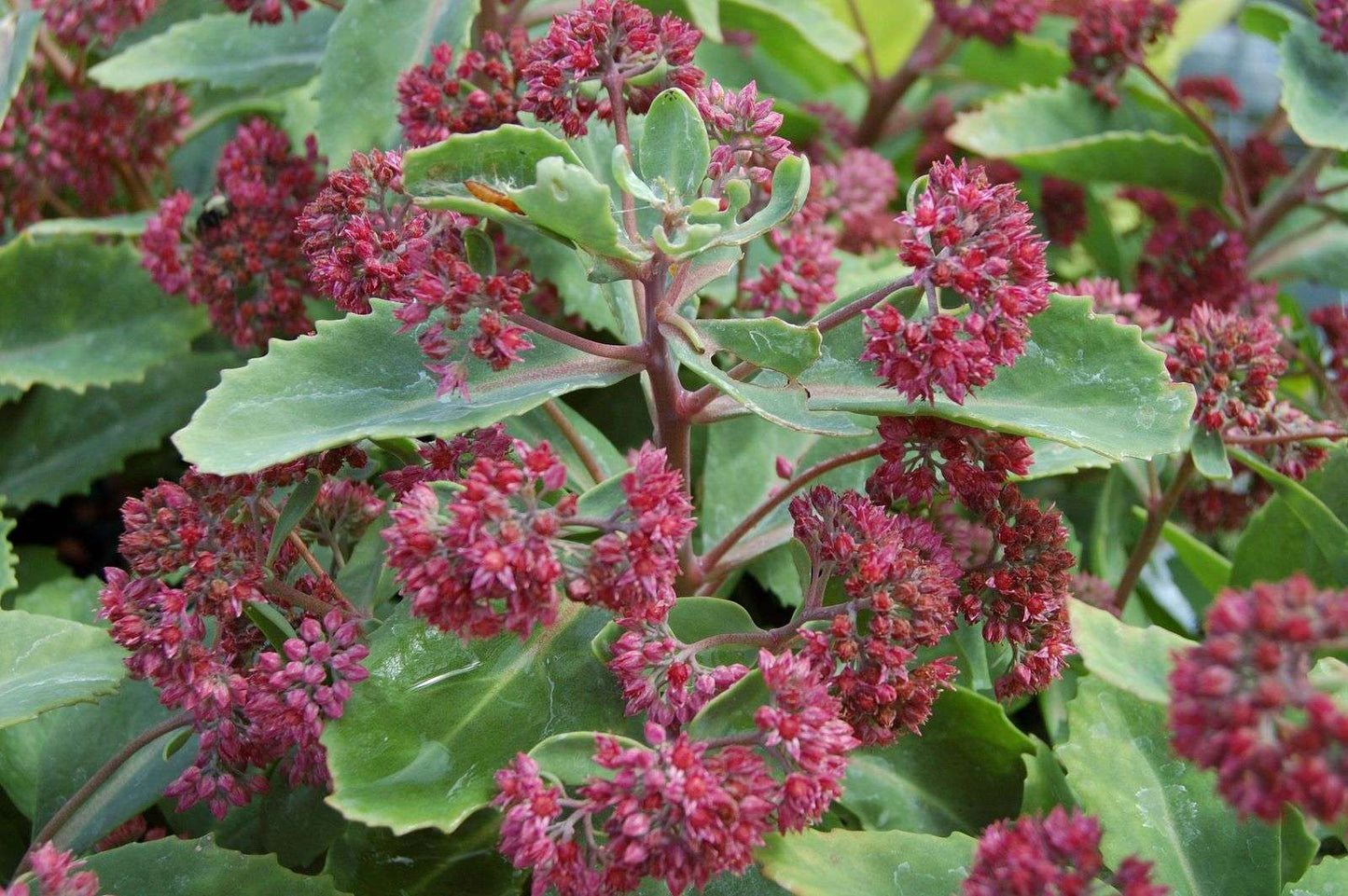 Sedum telephium var. borderi