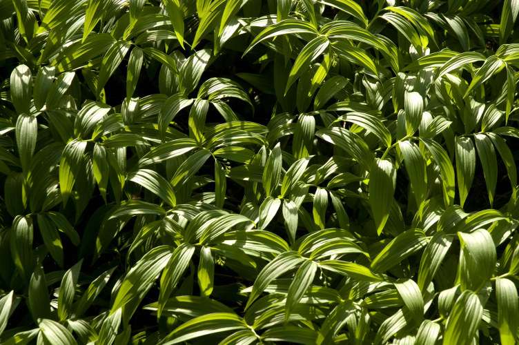Smilacina stellata