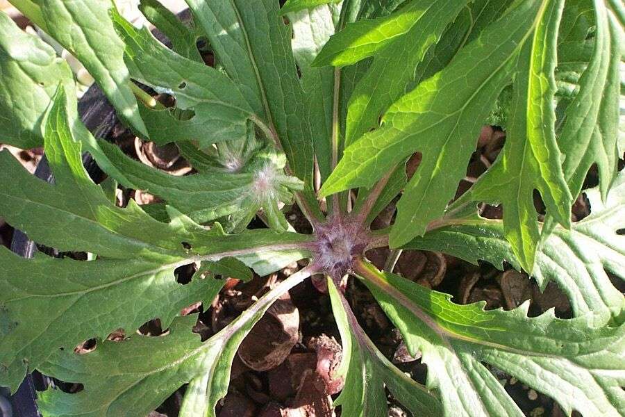 Syneilesis palmata