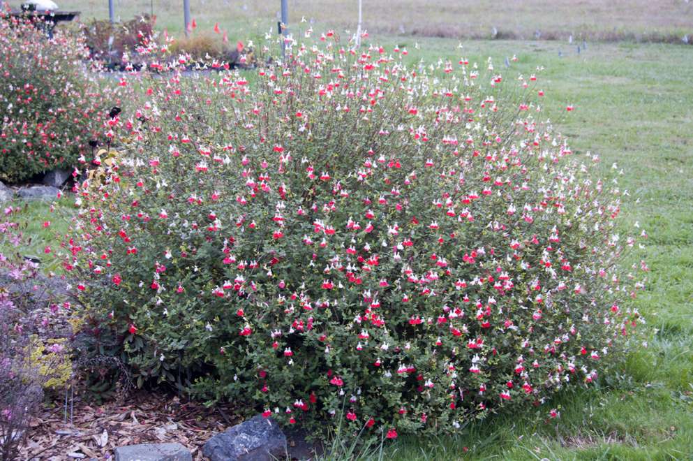 hot lips flower seeds Salvia microphylla 'Hot Lips'