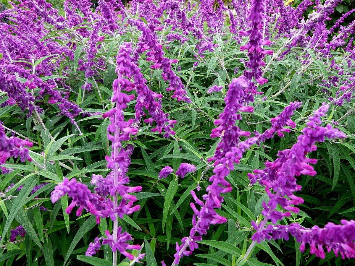 Salvia leucantha 'Santa Barbara'