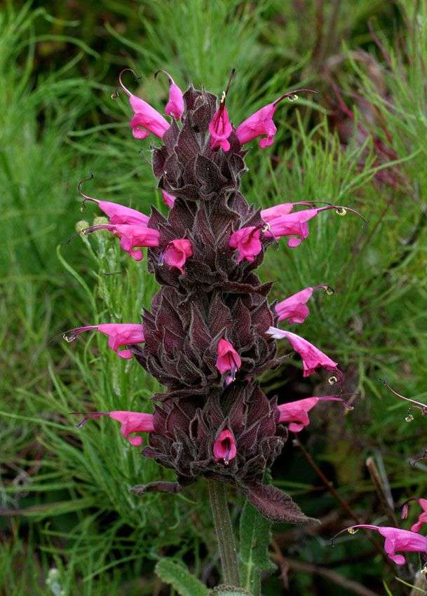 Salvia spathacea 'Topanga'