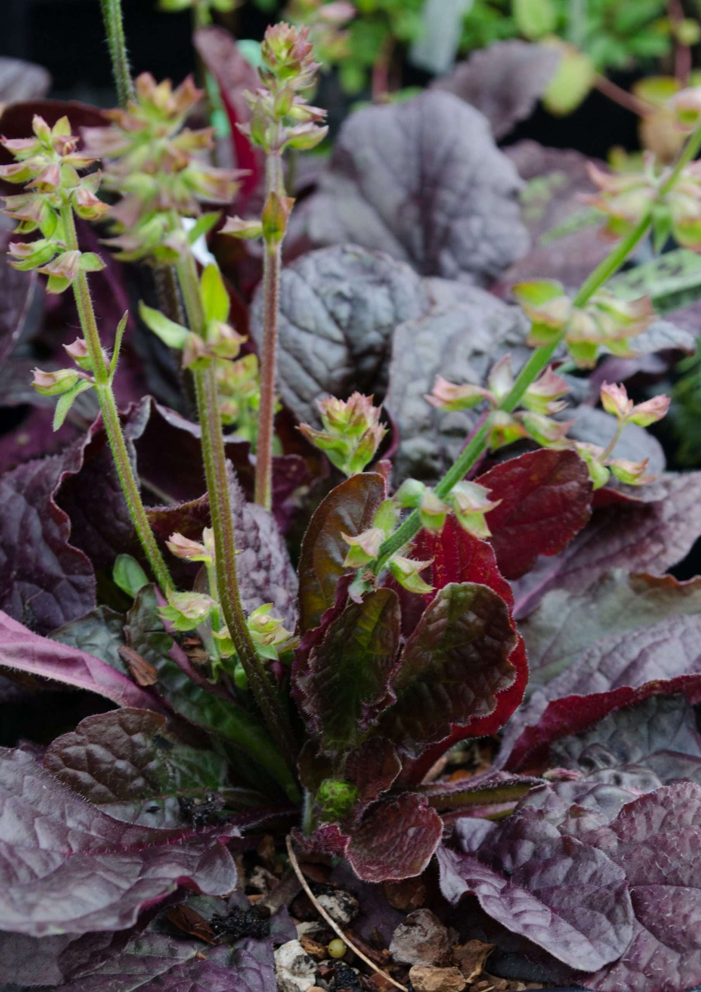 Salvia lyrata 'Purple Volcano'