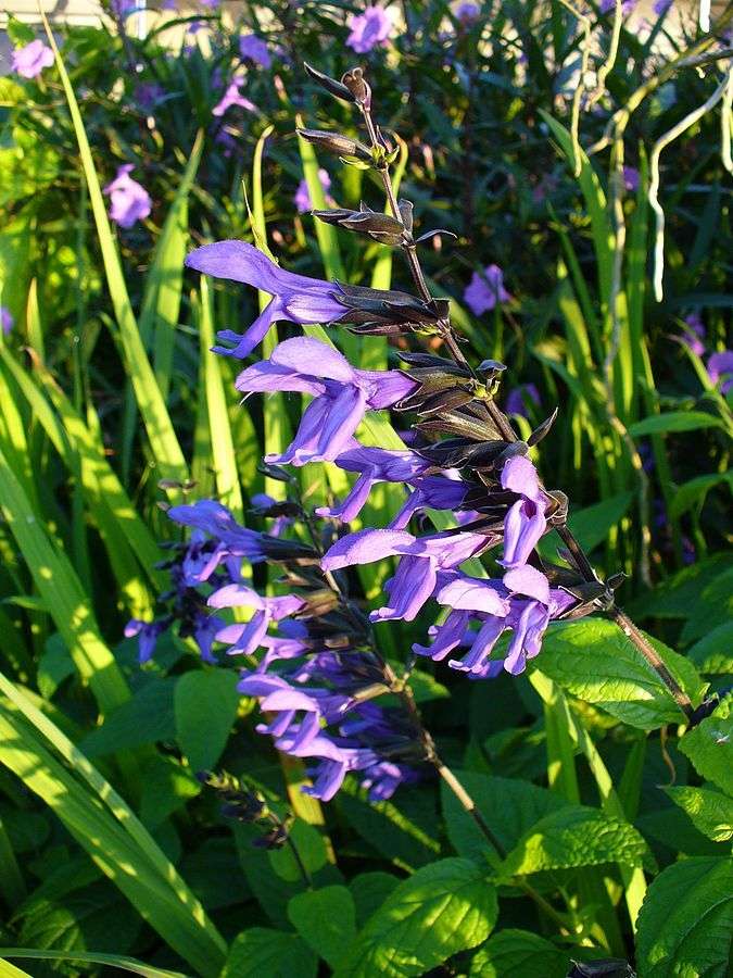 Salvia guaranitica 'Black and Blue'