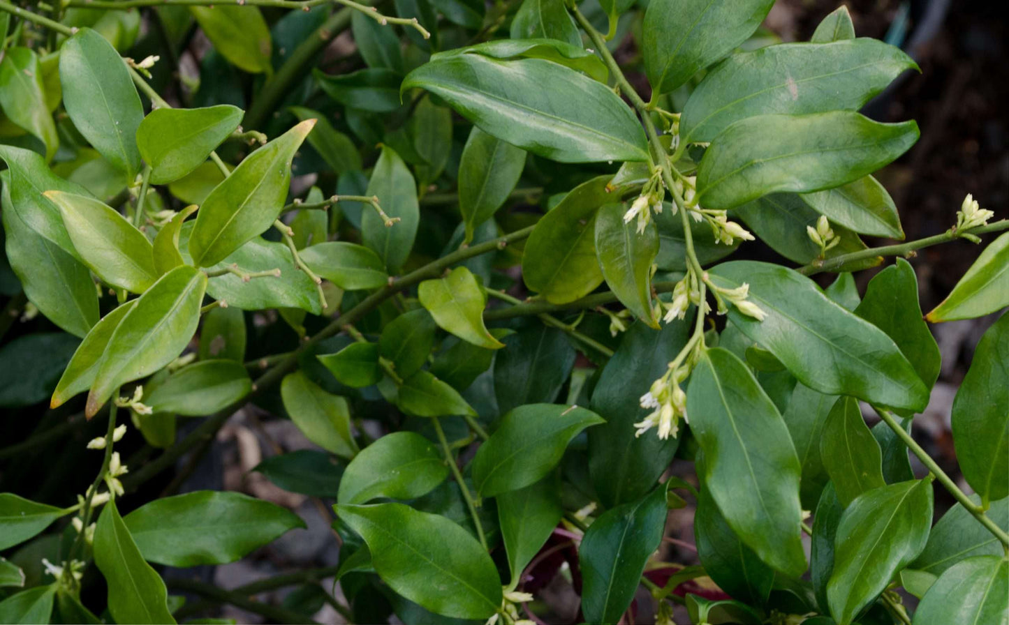 Sarcococca ruscifola